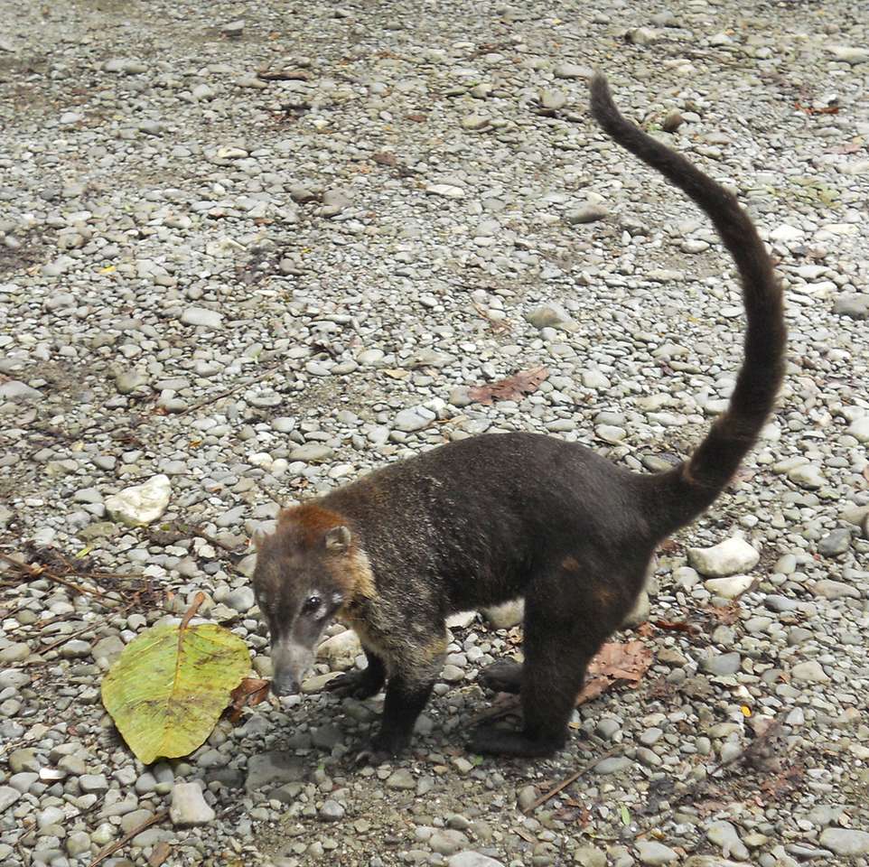 Coati-djuret i Costa Rica pussel online från foto