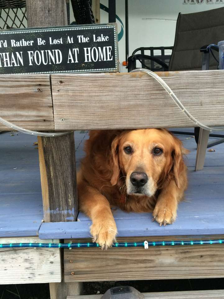 hund på verandan pussel online från foto