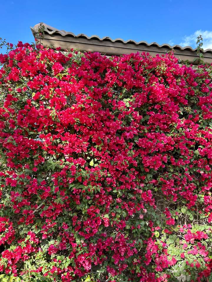 Bougainvillea puzzle online from photo