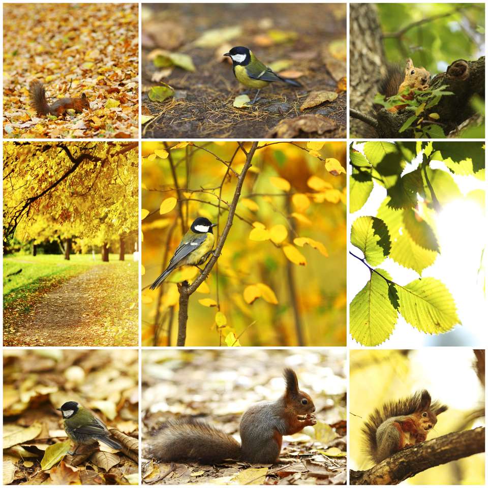 collage of autumn backgrounds puzzle online from photo