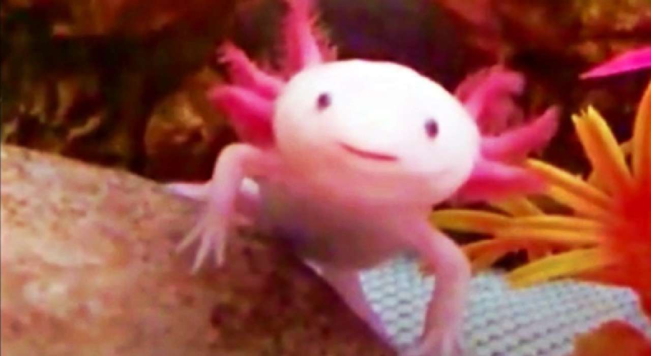 axolotl. puzzle online from photo