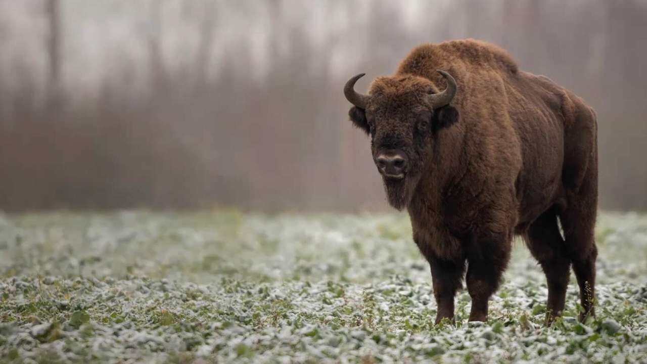 European bison online puzzle