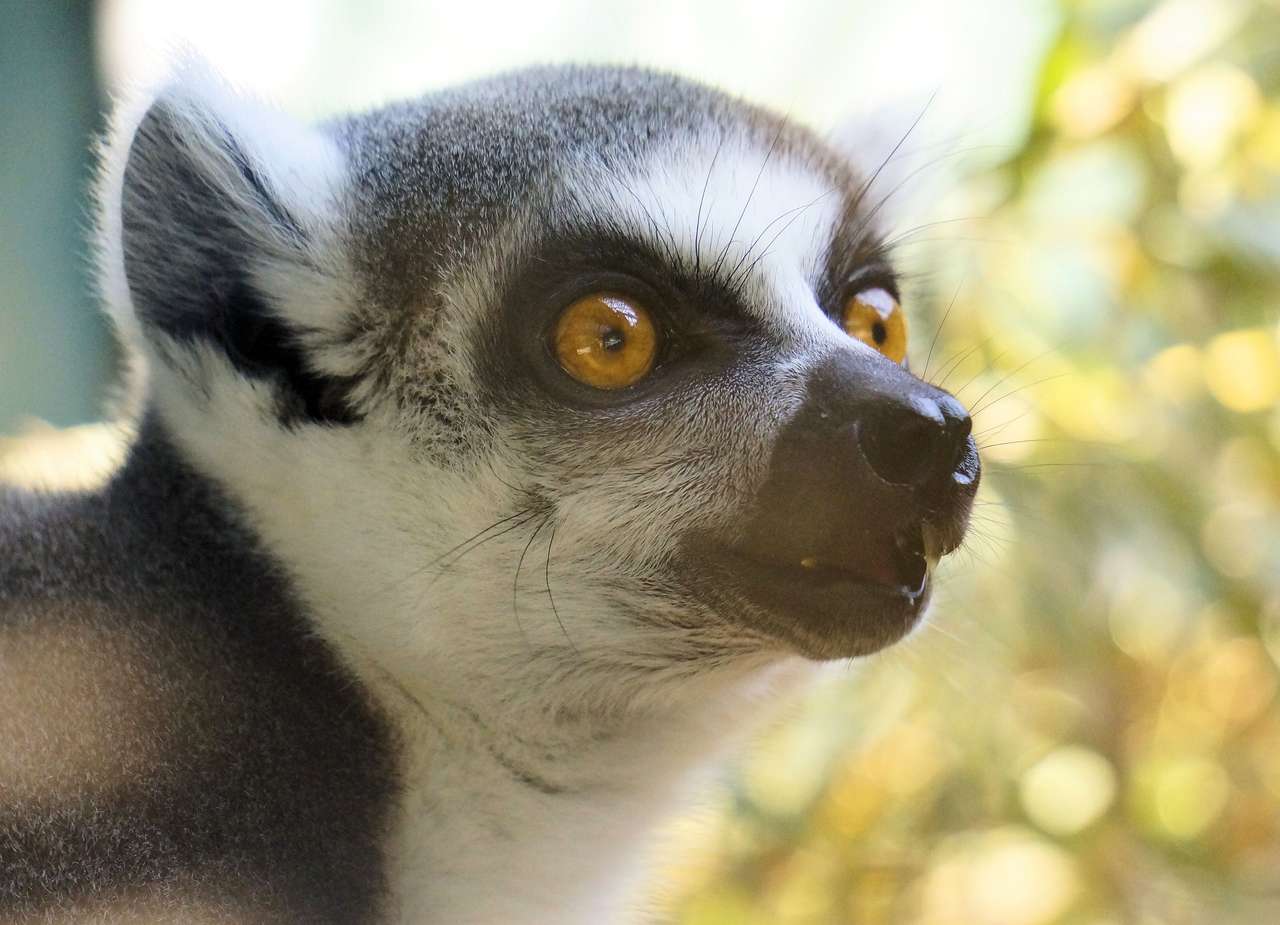 Portret lemur puzzle online