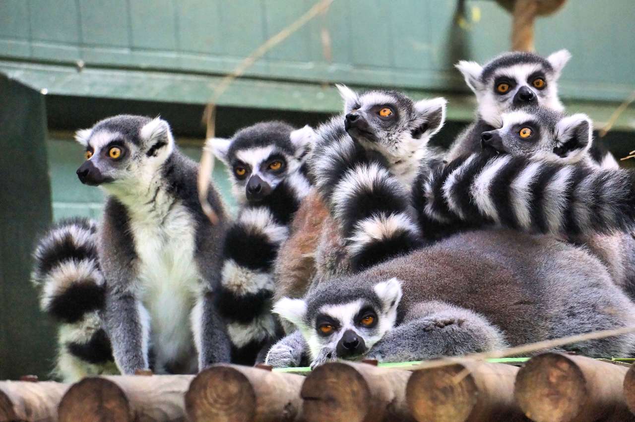 Lemur család puzzle online fotóról