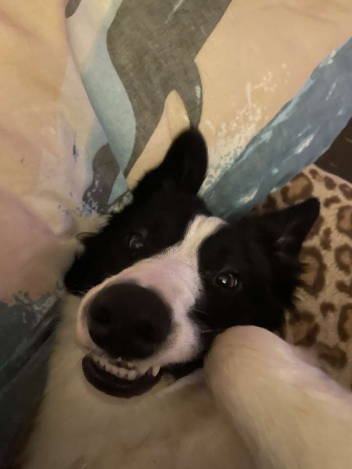 Eby mosolygó kutya online puzzle