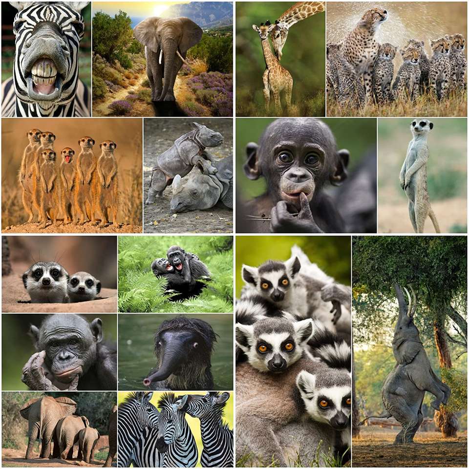 African animals puzzle online from photo