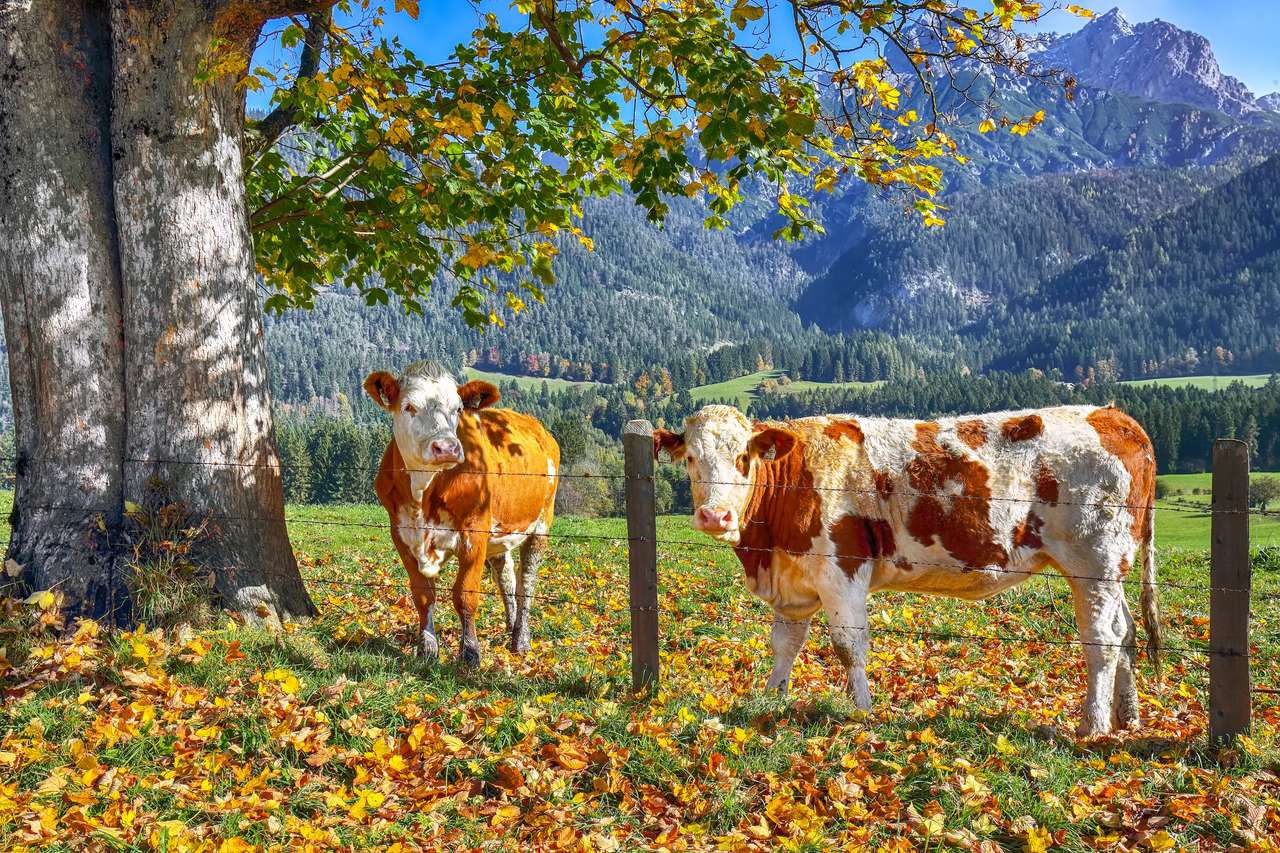 αγελάδες στο αυστριακό λιβάδι παζλ online από φωτογραφία