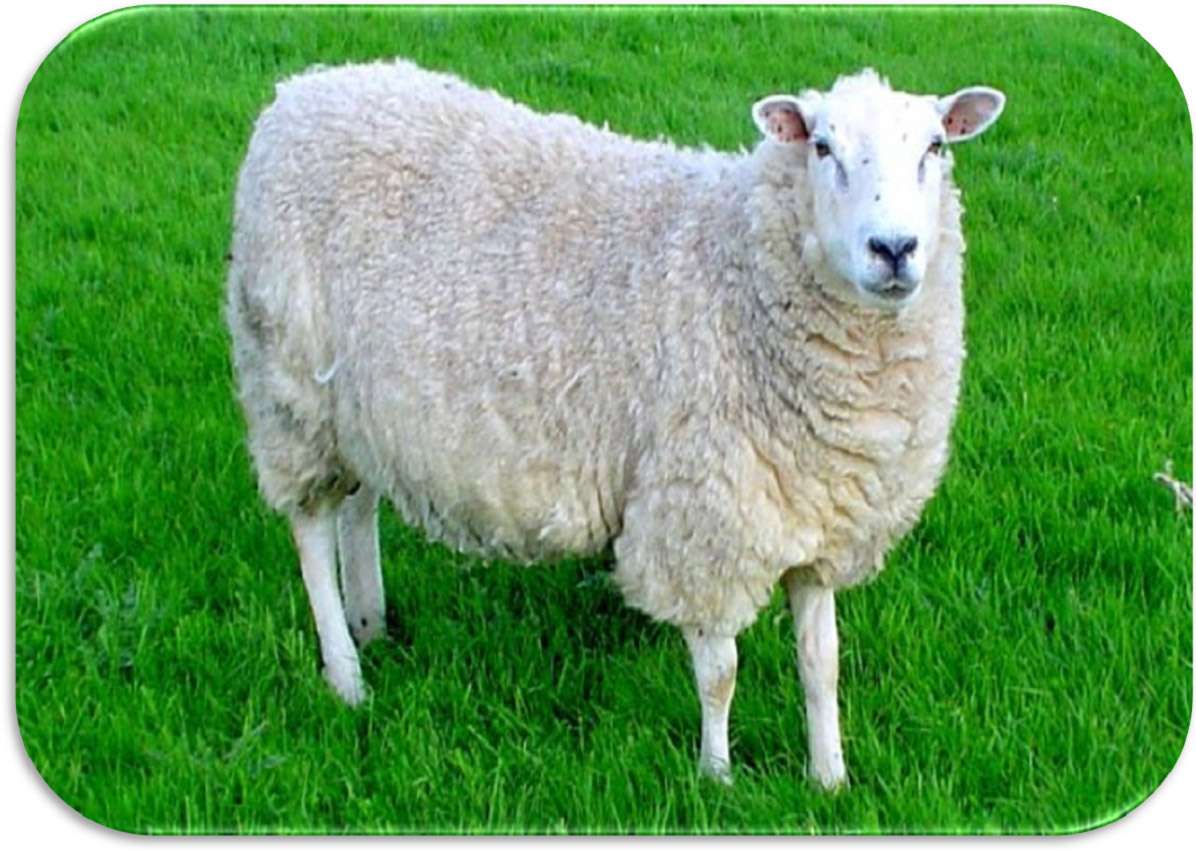 Ενα πρόβατο online παζλ