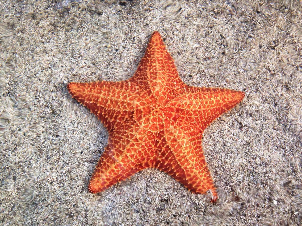 tengeri csillag online puzzle