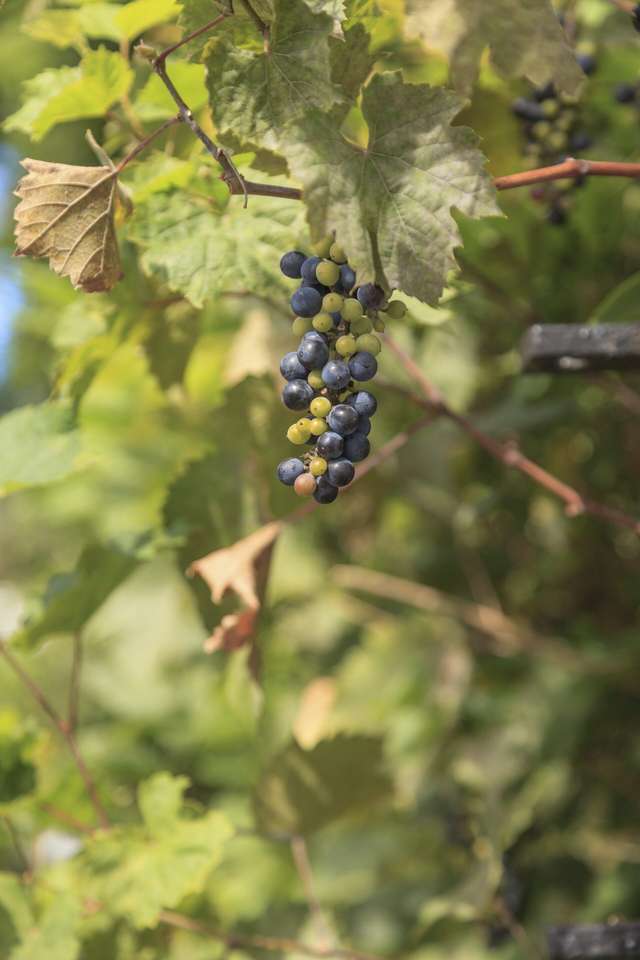 Виноград в природе пазл онлайн из фото