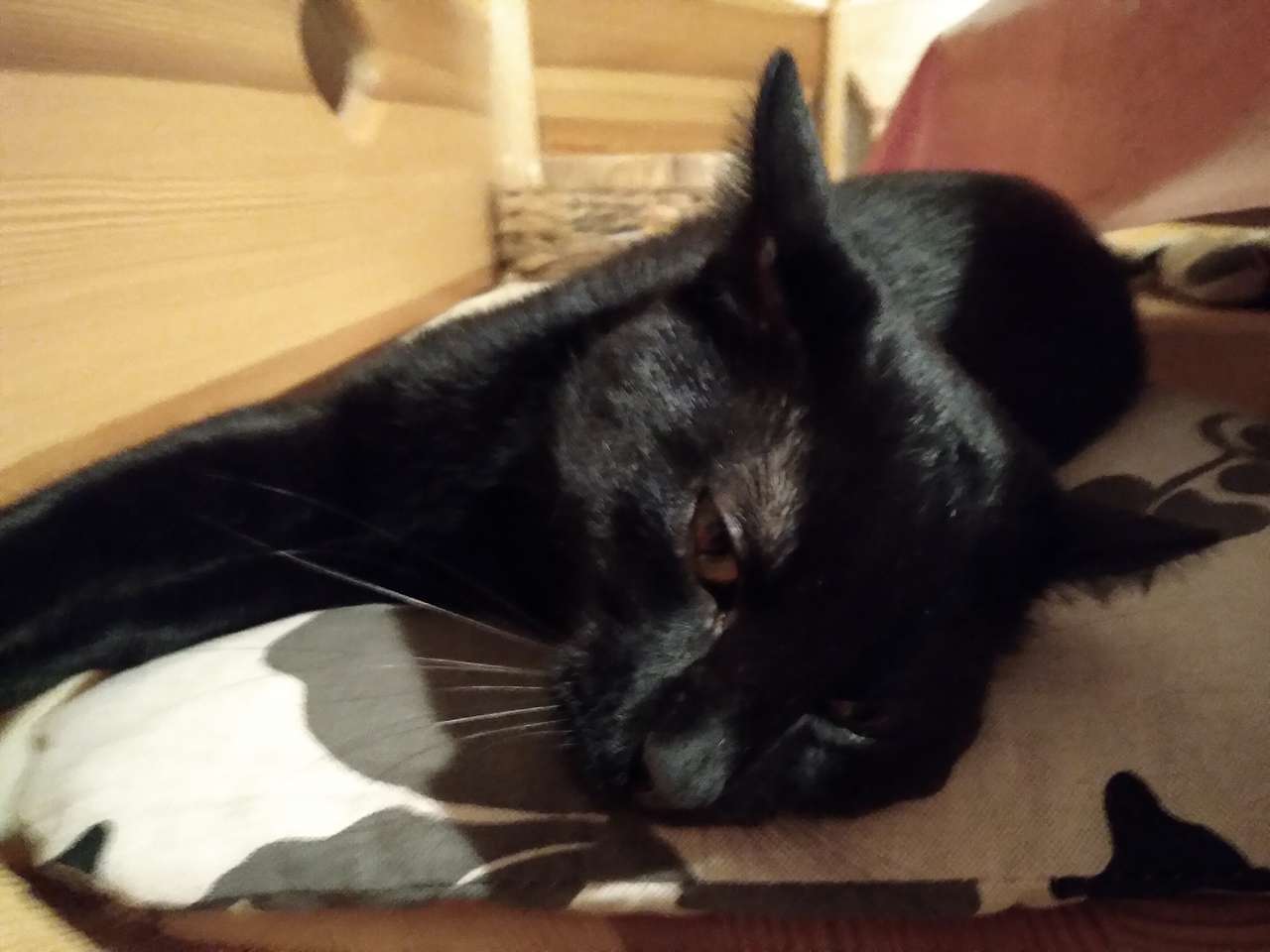 Черный кот онлайн-пазл