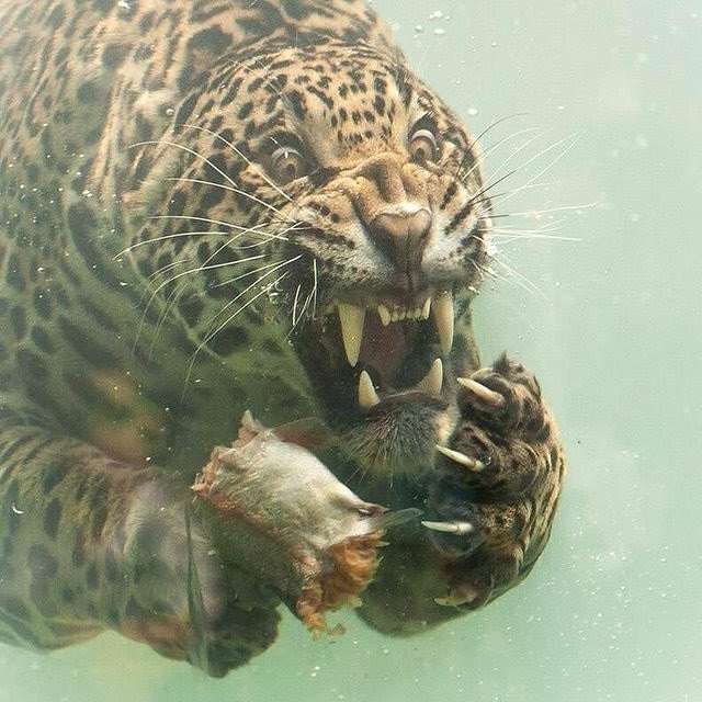Jaguar zwemmen puzzel online van foto