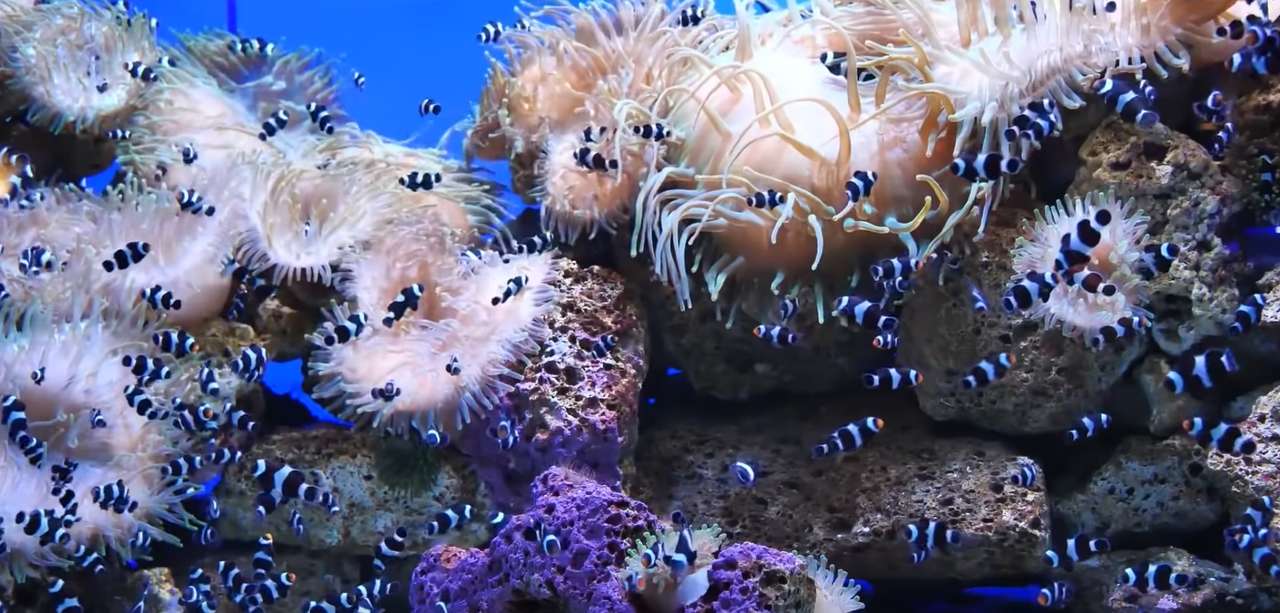Рыба в кораллах пазл онлайн из фото