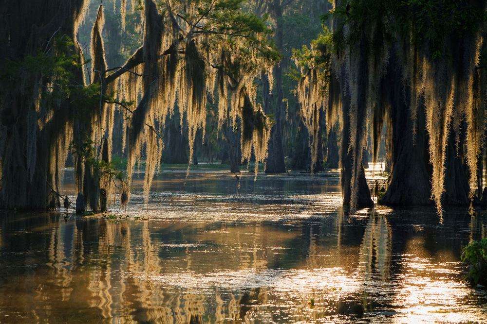Louisiana-Sumpf Online-Puzzle vom Foto