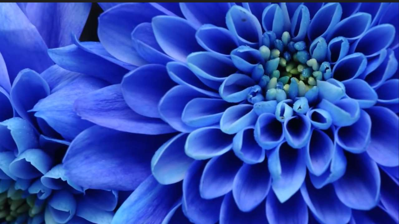 O floare în floare puzzle online din fotografie