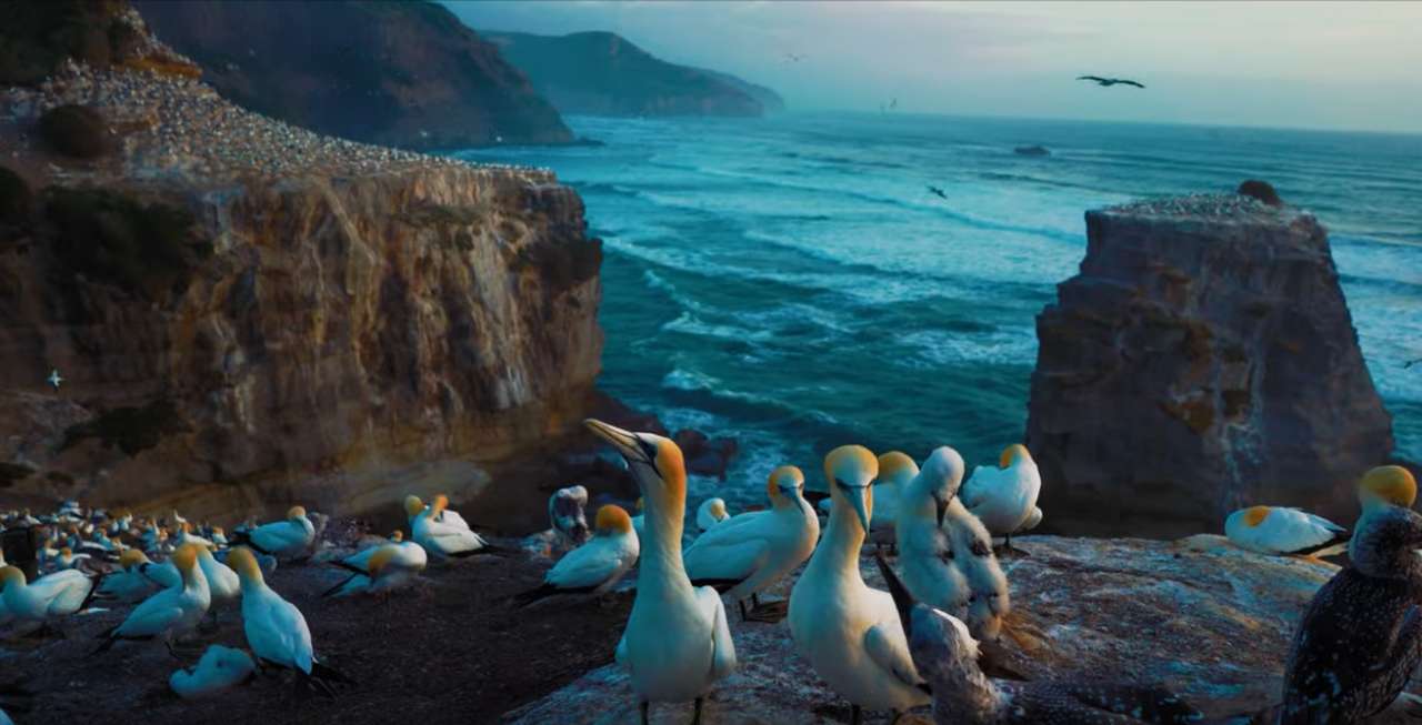 Una bandada de gaviotas rompecabezas en línea