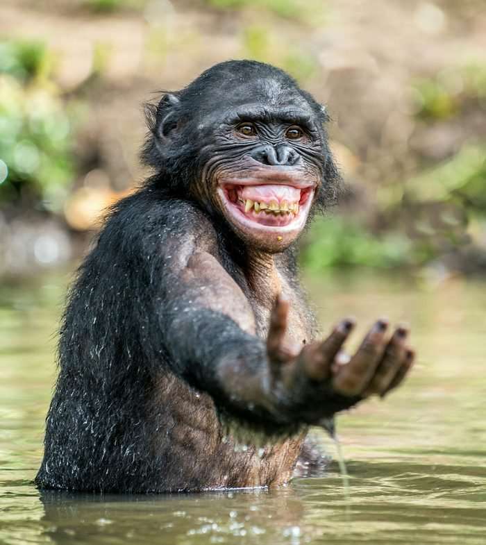 Πίθηκος** παζλ online από φωτογραφία