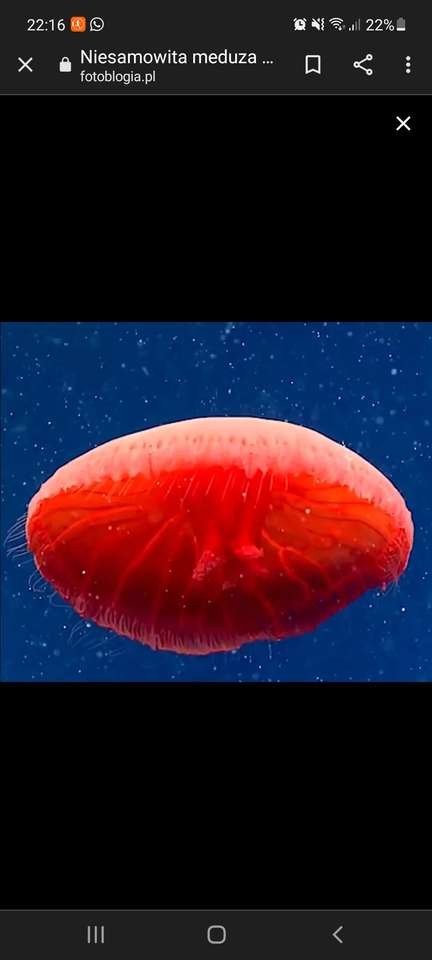 Piros medúza puzzle online fotóról