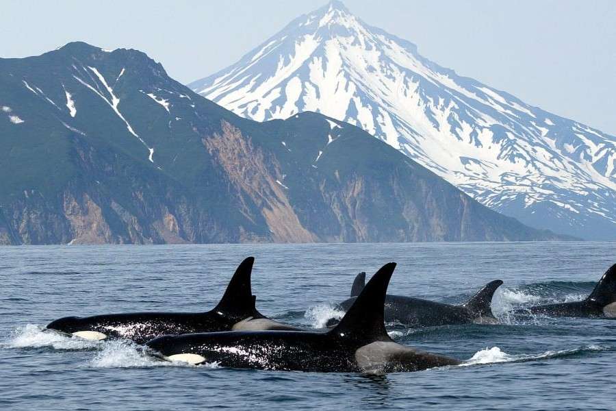 Σκοτώστε τις φάλαινες που κυνηγούν μαζί online παζλ