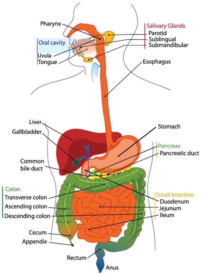 digestive system puzzle online from photo