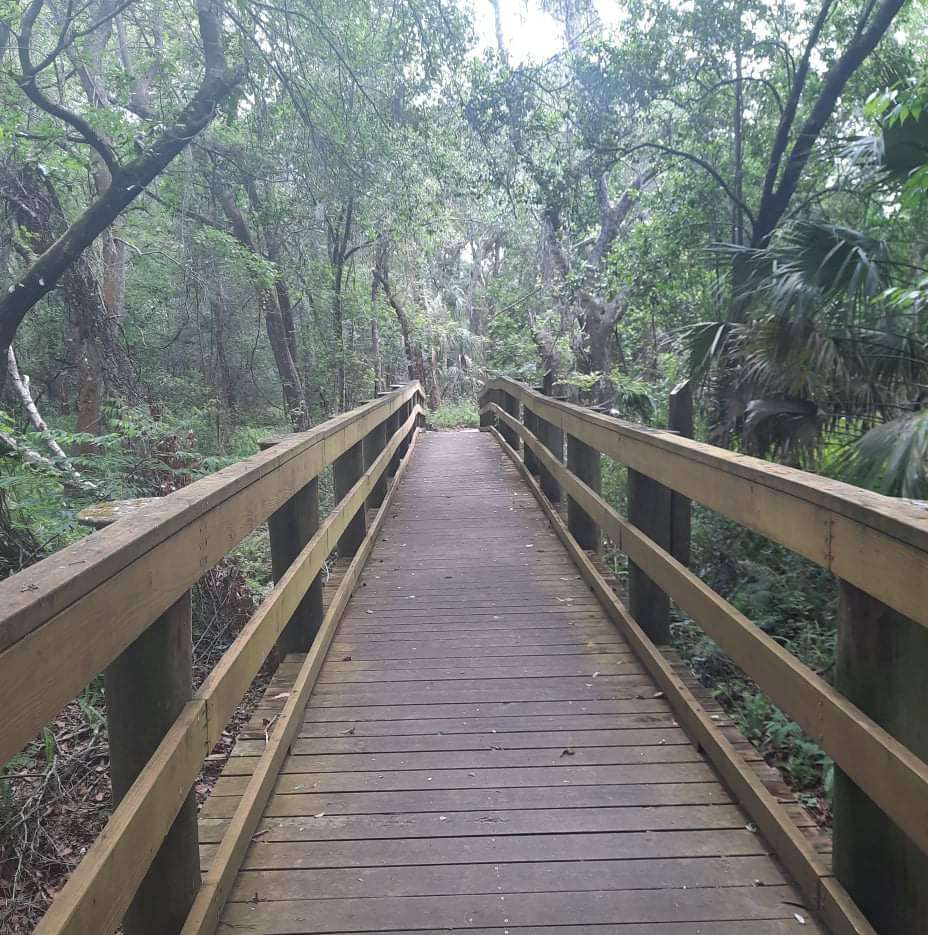 Лесной мост пазл онлайн из фото
