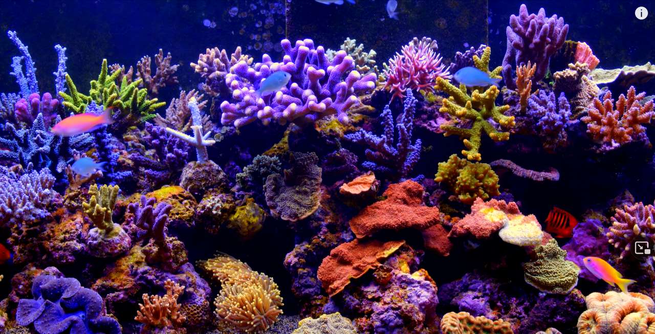 Aquatic Life Under puzzle online from photo