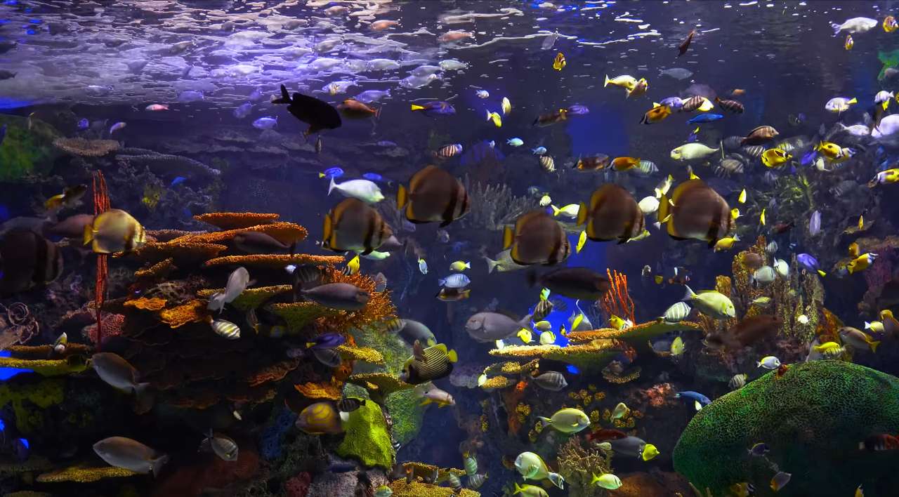 A hal az óceán között online puzzle
