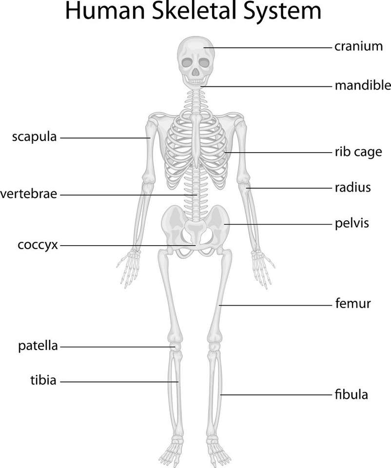 Skeleton online puzzle