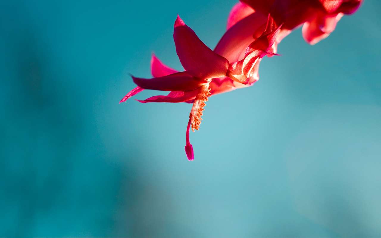 blomma röd pussel online från foto