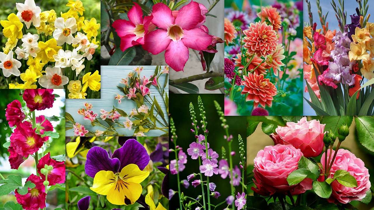 Blumenmischung Online-Puzzle vom Foto