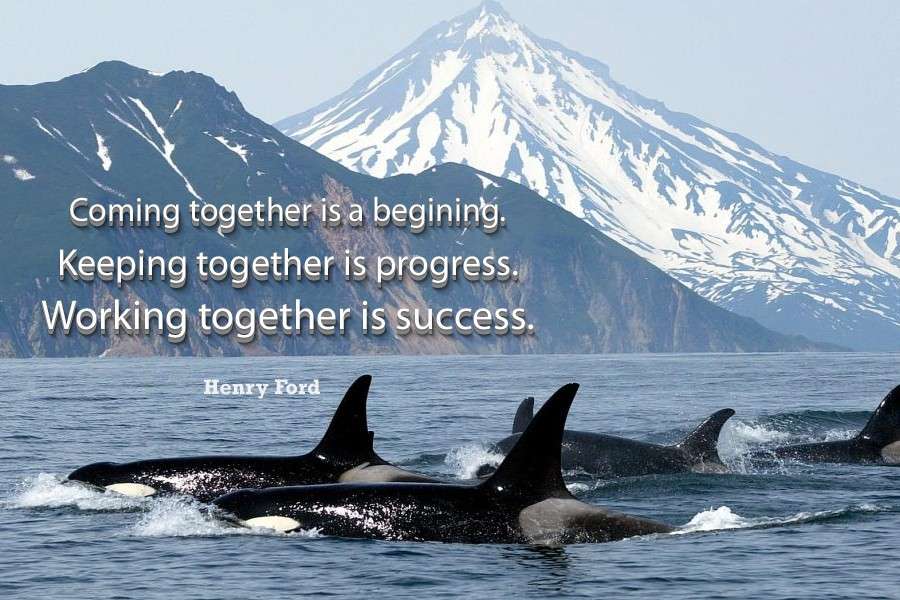Balenele ucigașe vânând împreună puzzle online