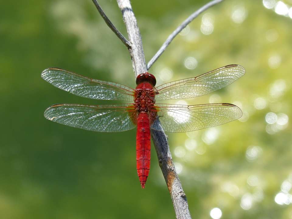 Dragonfly online puzzle