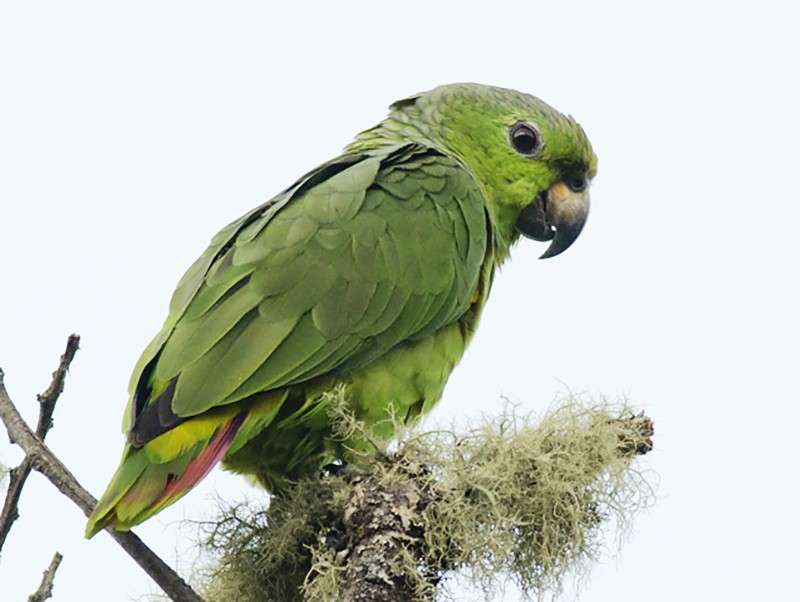 зелен папагал онлайн пъзел