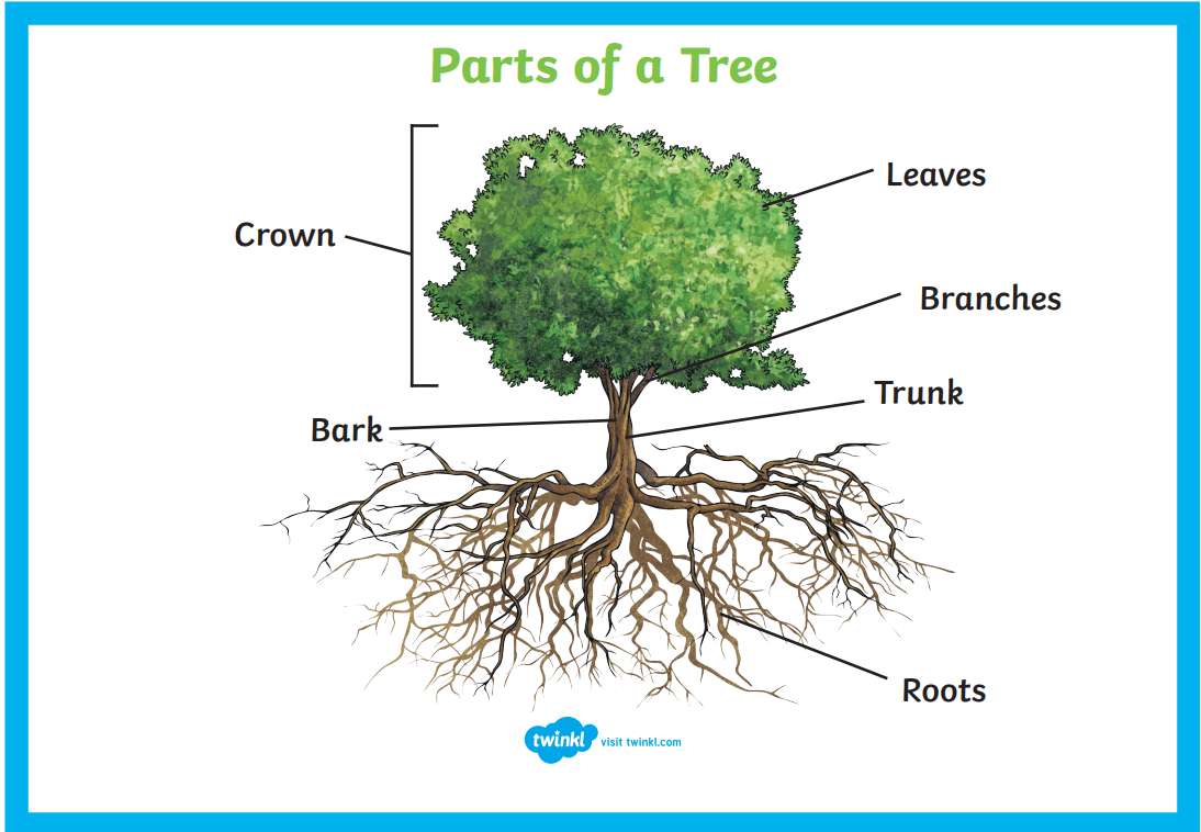 Parts of a tree puzzle online from photo