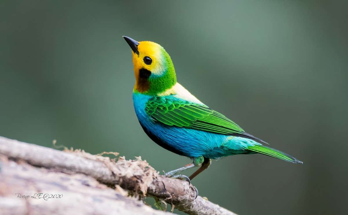 красива птица онлайн пъзел от снимка