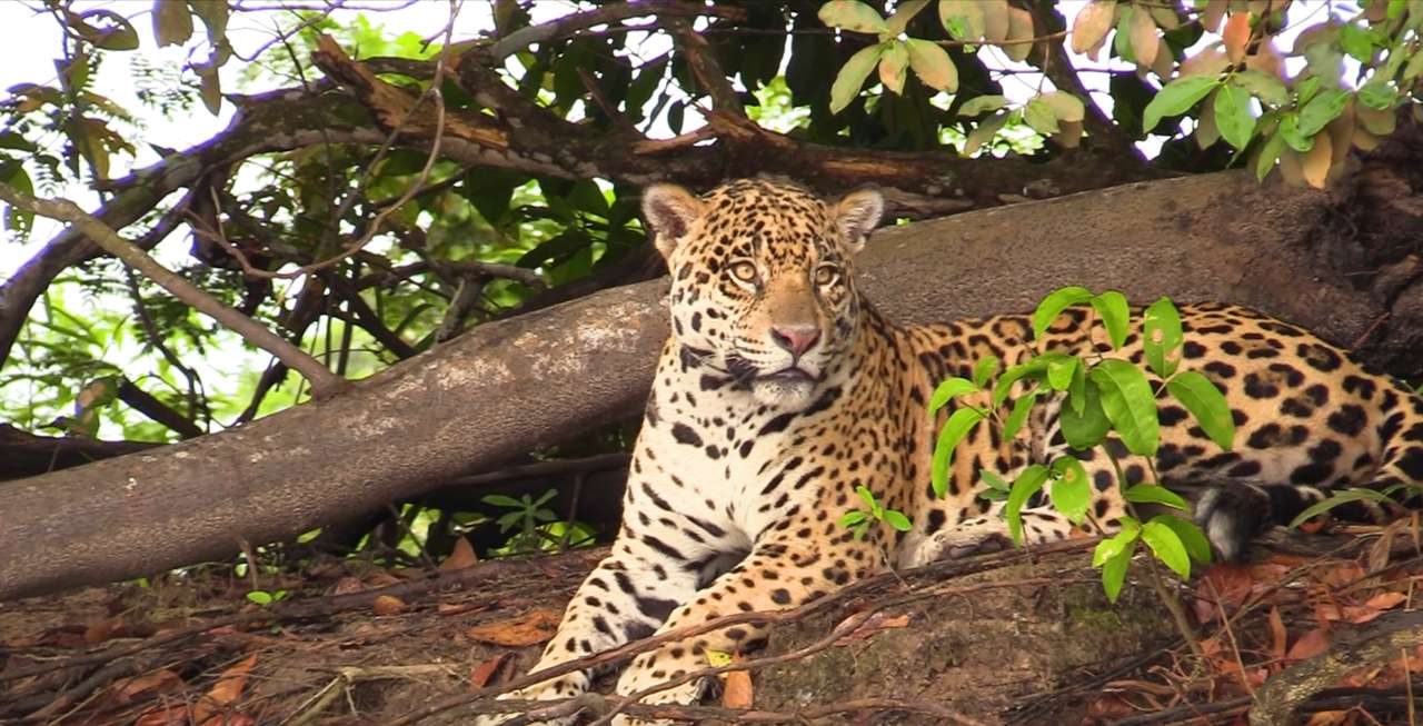 O leopardo entre as árvores puzzle online a partir de fotografia