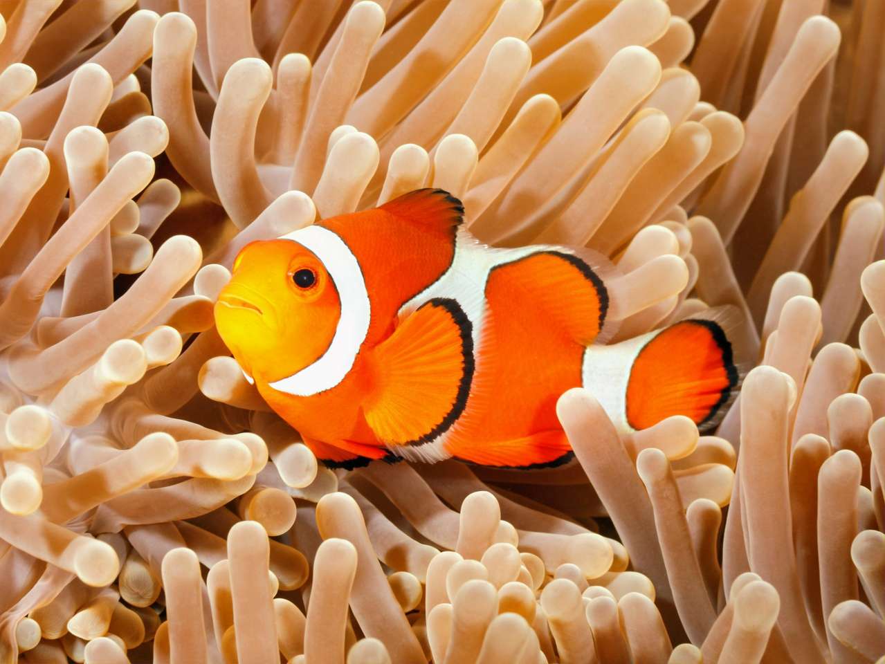 Marty the Clownfish puzzle online from photo