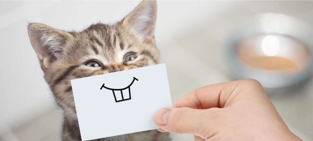 gato hámster puzzle online a partir de foto