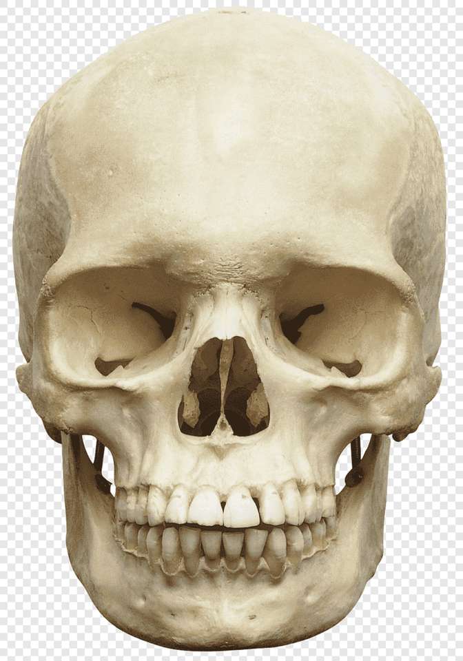 Jeu de crâne puzzle en ligne à partir d'une photo