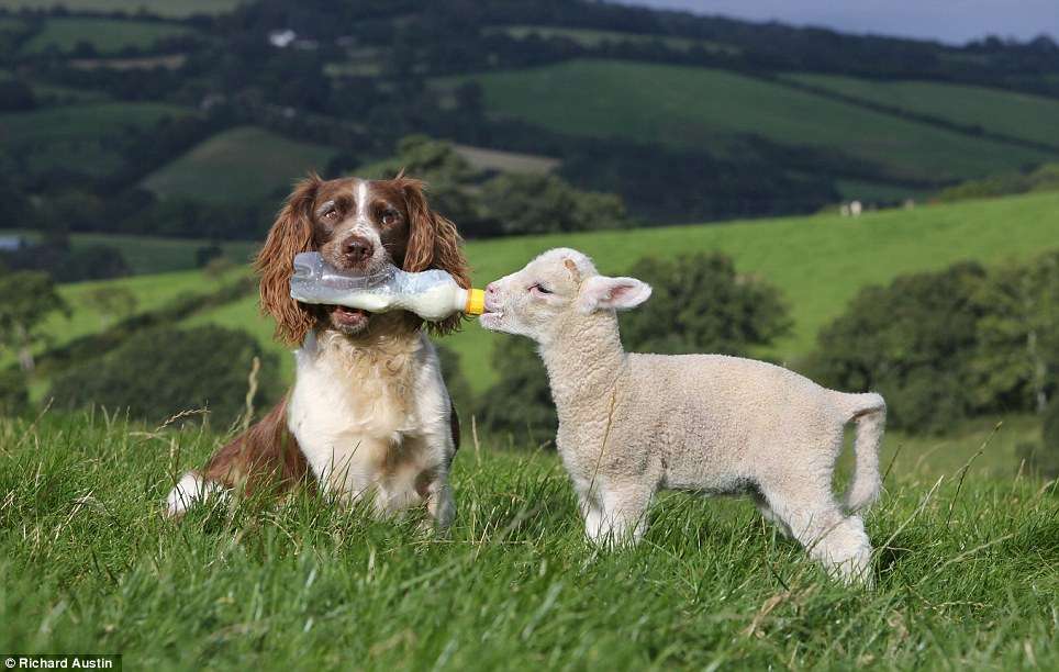 il cane e l'agnello puzzle online