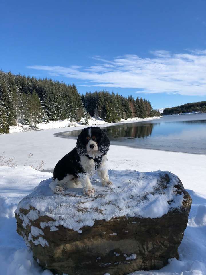 Pes ve sněhu puzzle online z fotografie