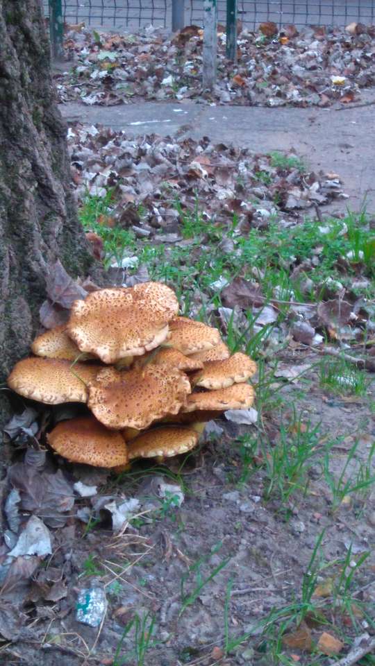 Осінні гриби скласти пазл онлайн з фото