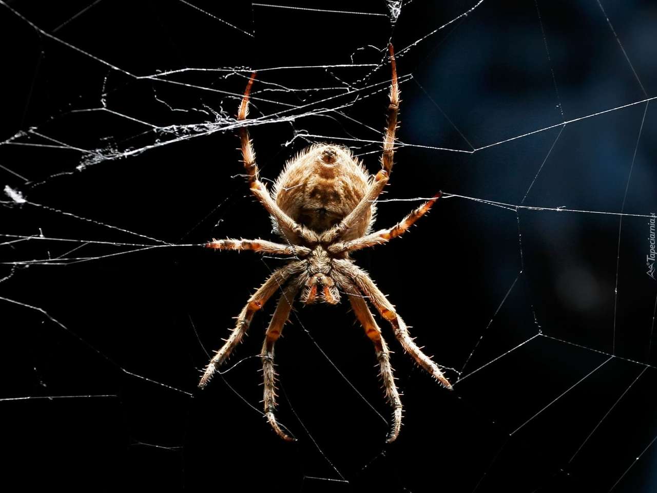 павук-головоломка онлайн пазл