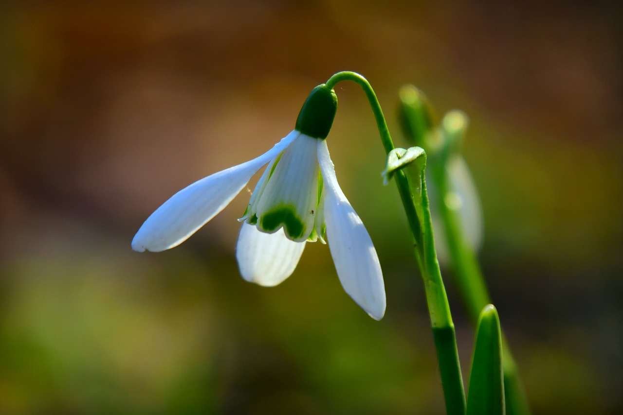 snowdrop puzzle online from photo