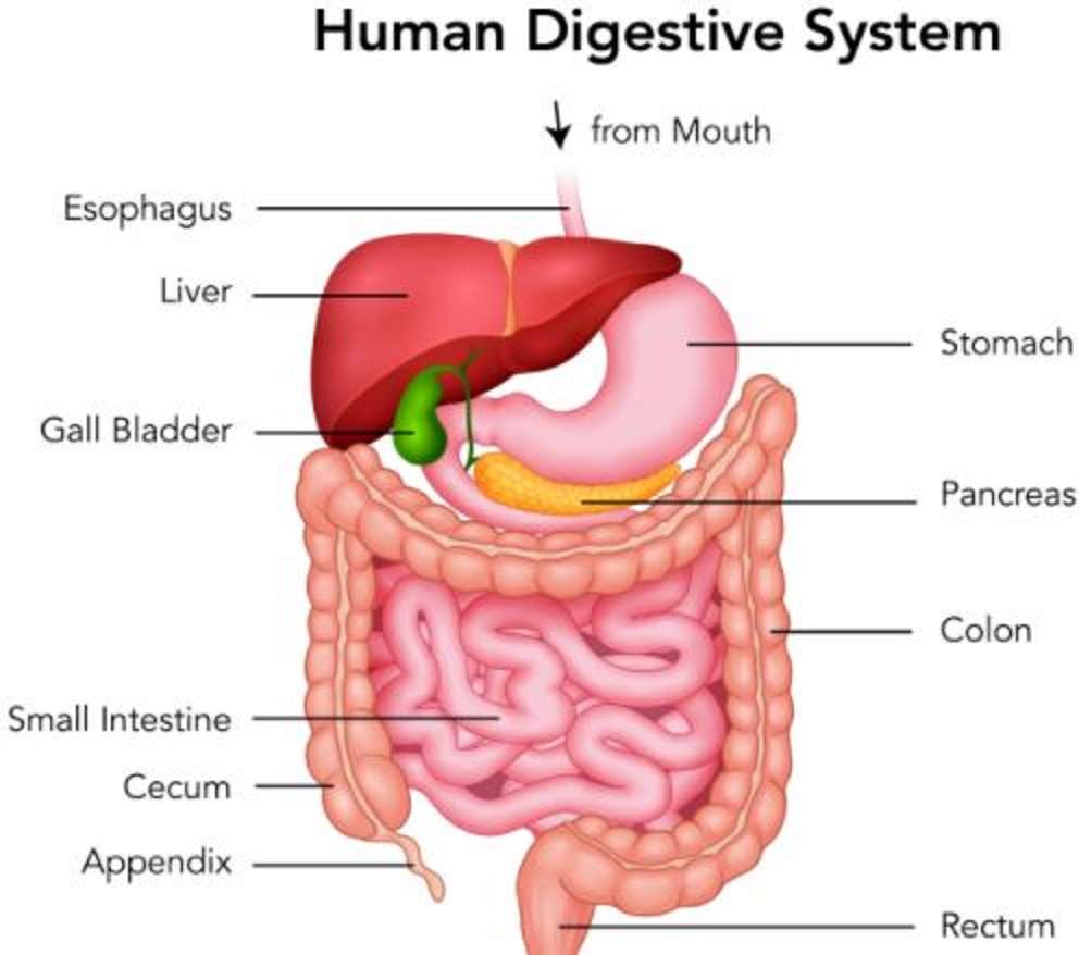 Sistemul digestiv uman puzzle online