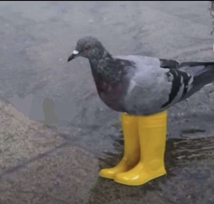 pigeon in boots puzzle online from photo