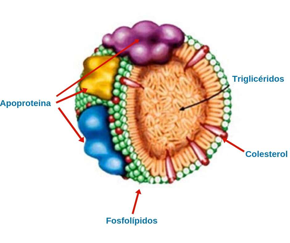 Metabolism och lípidos pussel online från foto