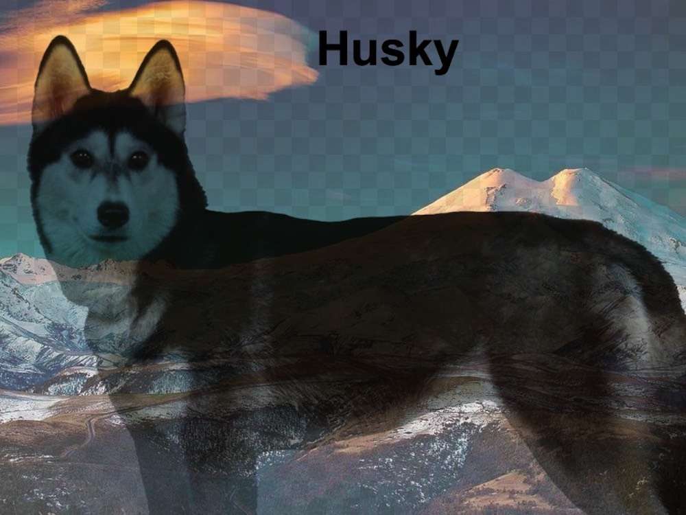 husky123 puzzle online din fotografie