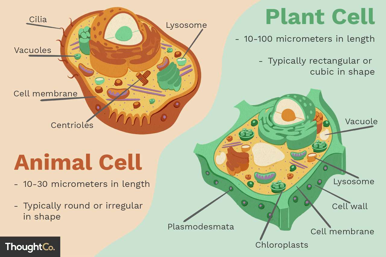 Állati és növényi sejtek puzzle online fotóról
