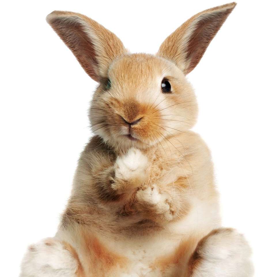 šťastný králík puzzle online z fotografie